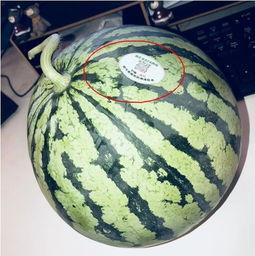 珠海网红吃瓜,幕后故事与热门话题盘点